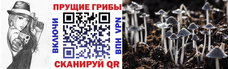 мориарти Telegram  Донской  Галлюциногенные грибы Psilocybe 